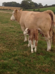 Cow & Calf